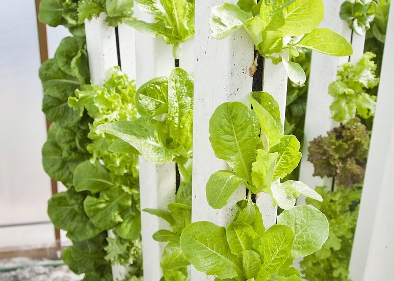 Hydroponic Gardening