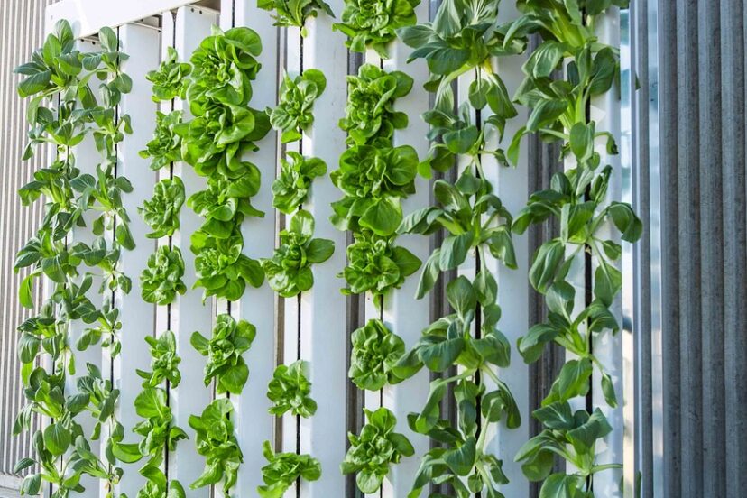 indoor hydroponic system