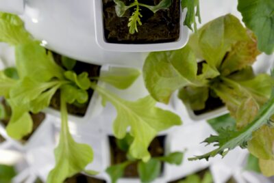 indoor hydroponic gardening